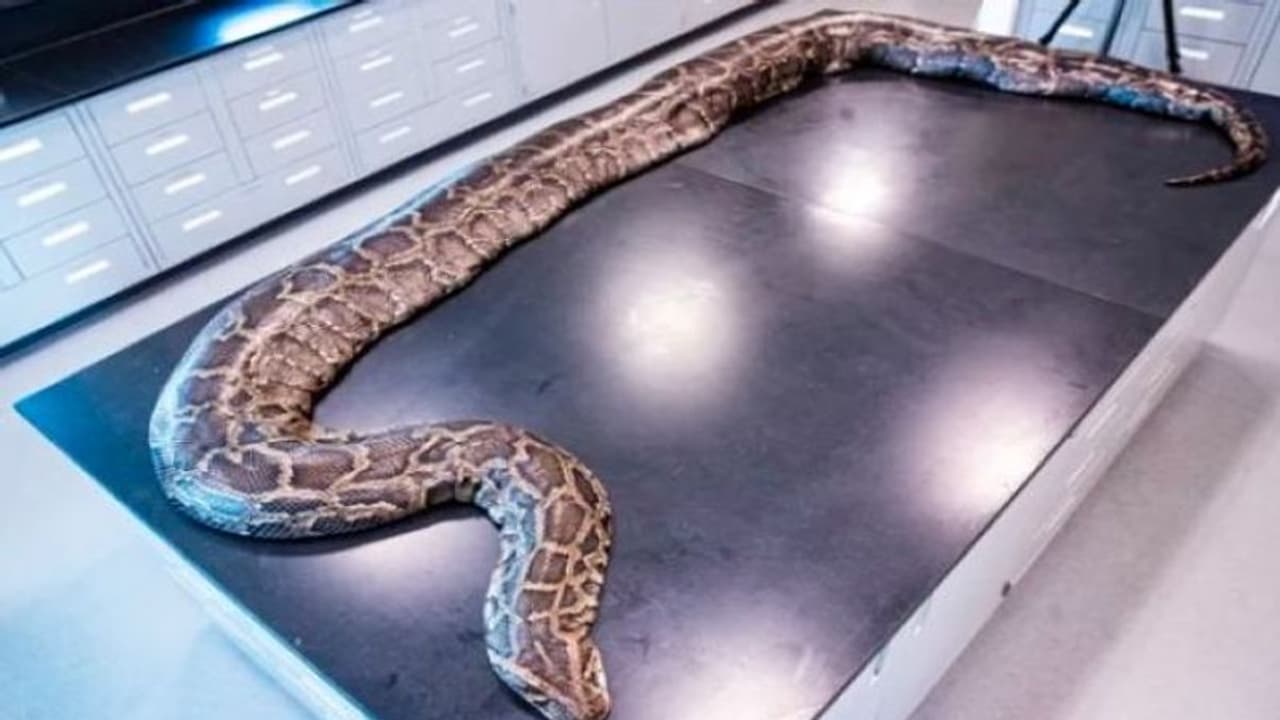 पकड़ में आया सबसे बड़ा अजगर, 122 अंडों के साथ मादा को पकड़वाने में नर ने मदद की 