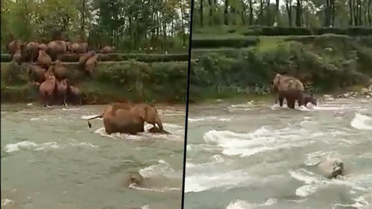 Elephant rescues calf from drowning while crossing river: watch viral video Elephant rescues calf from drowning while crossing river: watch viral video