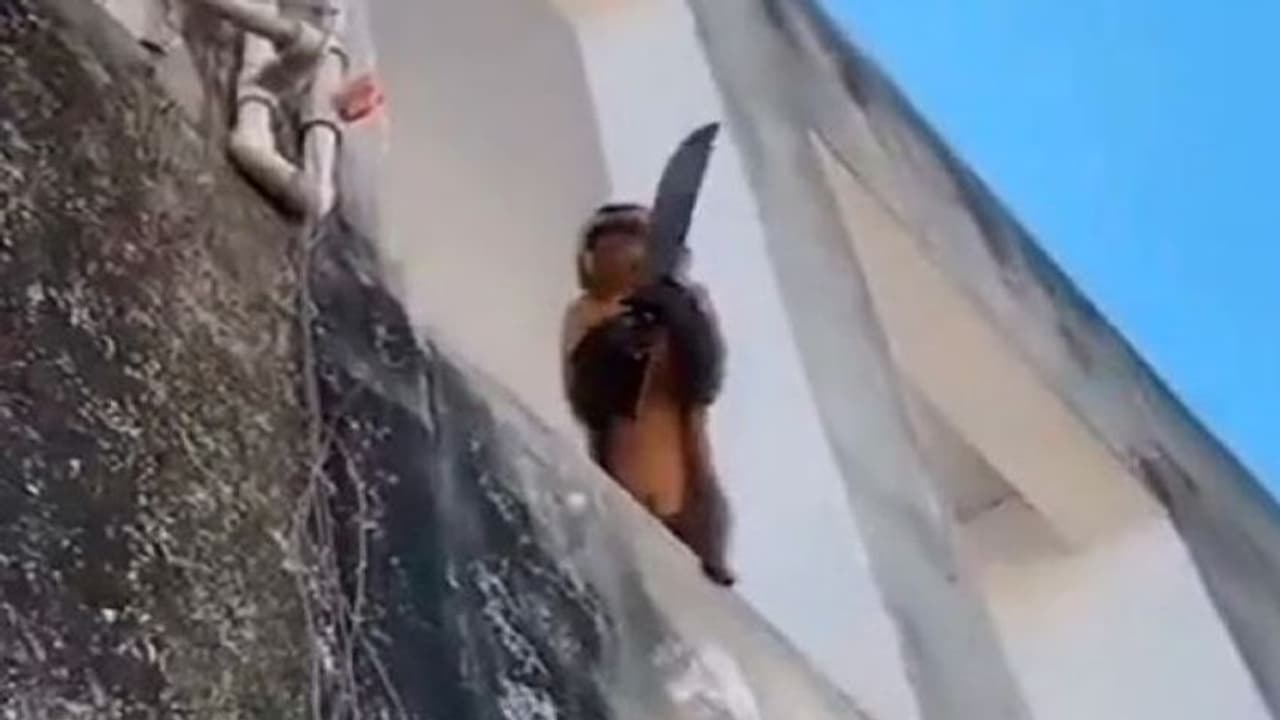 उस्तरा तो नहीं, मगर बंदर ने थाम लिया छुरा, फिर उसने जो आतंक मचाया.. सहम गया पूरा शहर उस्तरा तो नहीं, मगर बंदर ने थाम लिया छुरा, फिर उसने जो आतंक मचाया.. सहम गया पूरा शहर