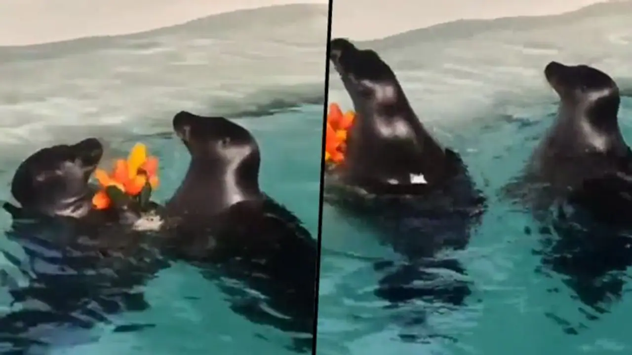 Seal presents flowers to his girlfriend: romantic video left netizens in aww