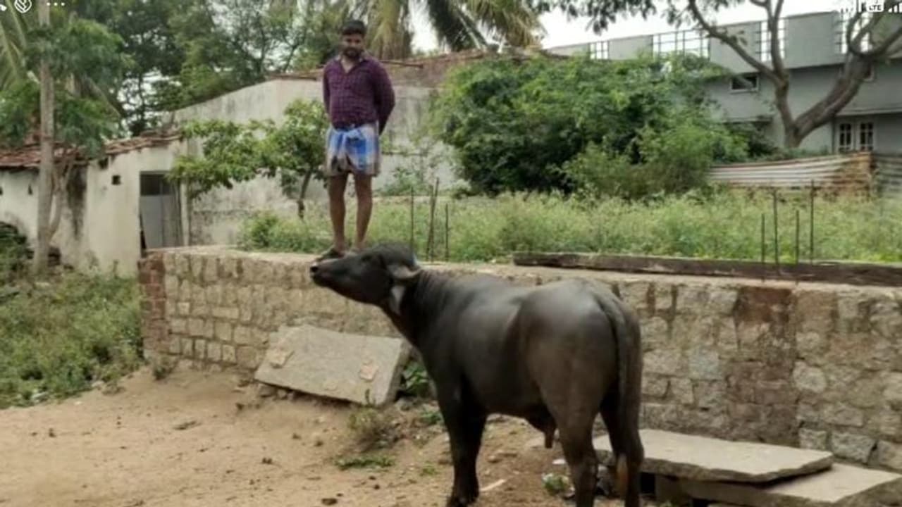 హెలికాప్టర్ శబ్దానికి లక్షల విలువైన నా గేదె చనిపోయింది...పైలెట్ పై వృద్ధుడి ఫిర్యాదు... హెలికాప్టర్ శబ్దానికి లక్షల విలువైన నా గేదె చనిపోయింది...పైలెట్ పై వృద్ధుడి ఫిర్యాదు...