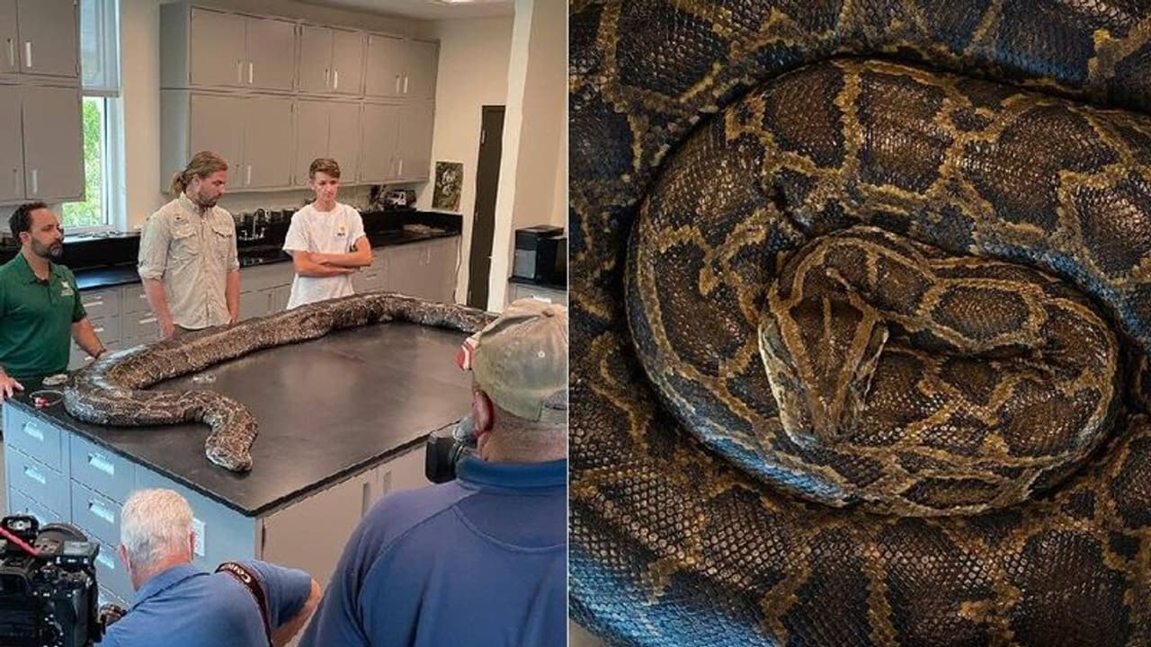 100 ಕೆಜಿ ತೂಕದ ಬರ್ಮೀಸ್ ಹೆಬ್ಬಾವು ಸೆರೆ