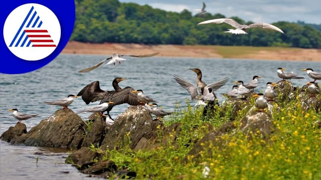 ವಿಶ್ವಮಾನ್ಯತೆ ಪಡೆದ ರಂಗನತಿಟ್ಟು, ಕೊಕ್ಕರೆ ಬೆಳ್ಳೂರು