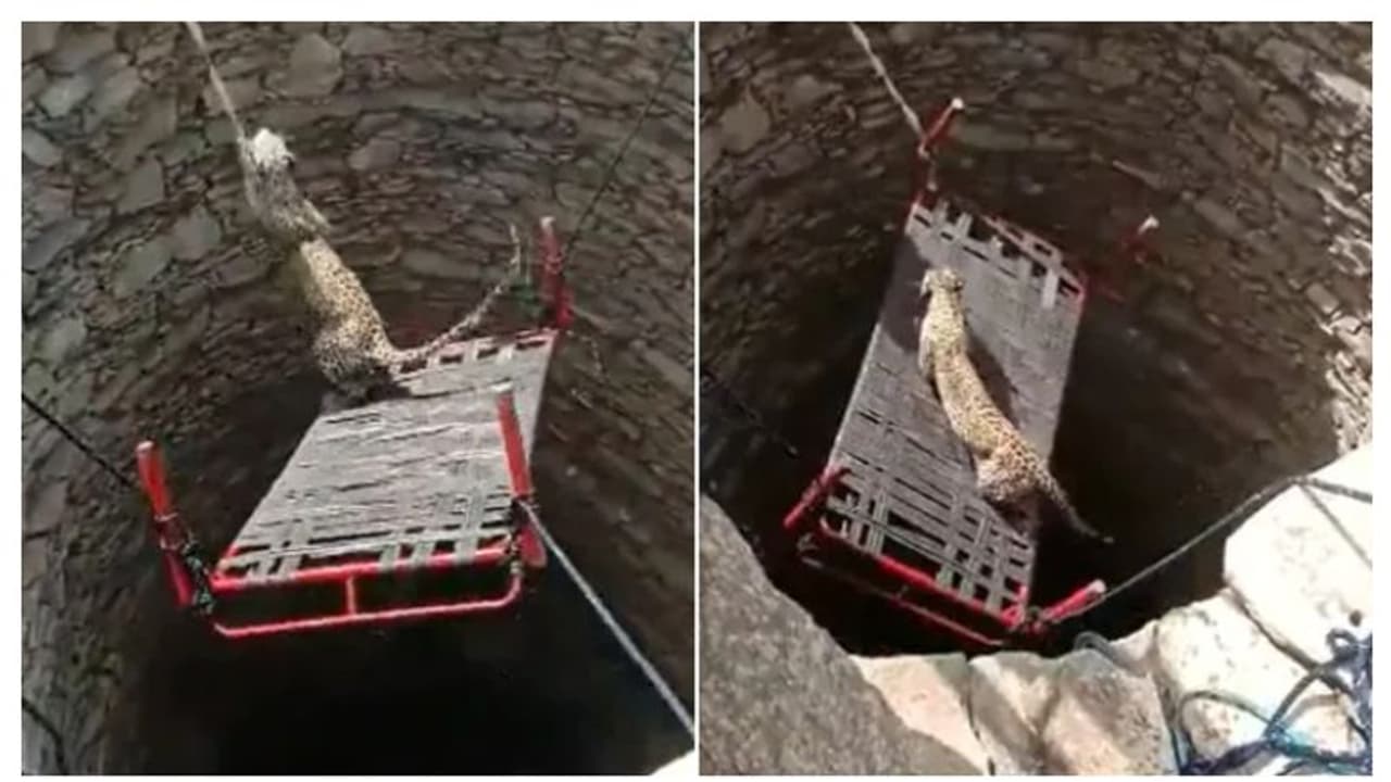 കട്ടിലും കയറും കൊണ്ട് കിണറ്റിൽ വീണ പുലിയ രക്ഷപ്പെടുത്തി വൈറൽ വീഡിയോ കട്ടിലും കയറും കൊണ്ട് കിണറ്റിൽ വീണ പുലിയ രക്ഷപ്പെടുത്തി വൈറൽ വീഡിയോ