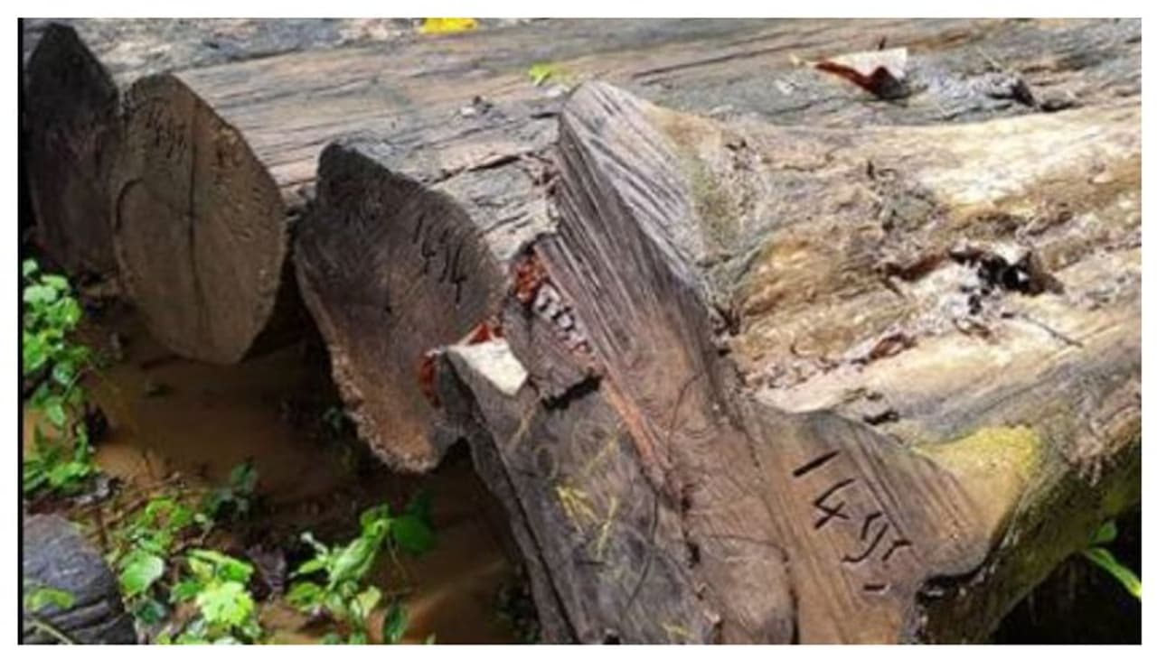 500 വർഷം പഴക്കം, പ്രതീക്ഷിക്കുന്നതത് വൻ വില; നിലമ്പൂരിൽ ഭീമൻ ഈട്ടിത്തടി ലേലം 29ന്