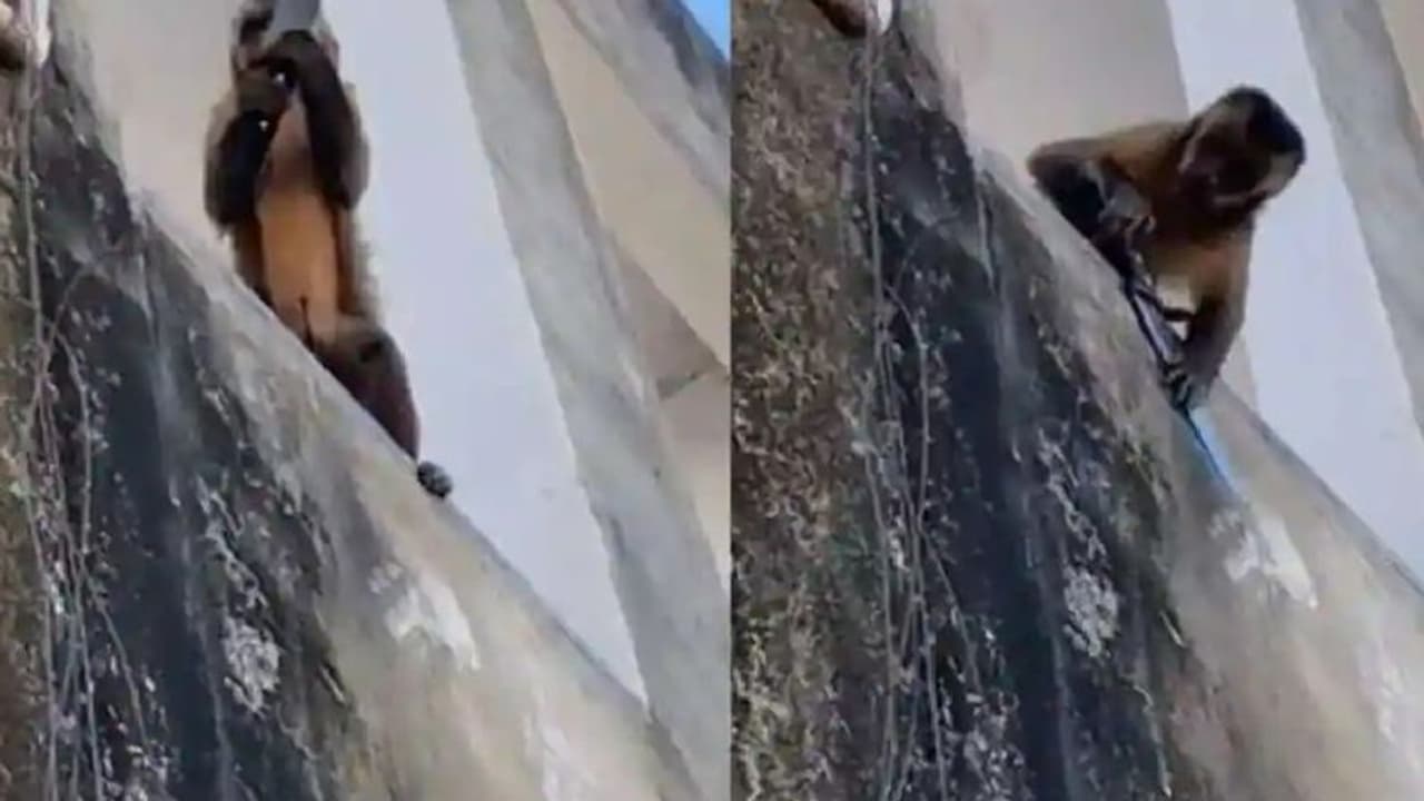 ಕೈಯಲ್ಲಿ ಚಾಕು ಹಿಡಿದು ಡಾನ್‌ ತರ ಜನರ ಬೆದರಿಸಿದ ಕೋತಿ: ವಿಡಿಯೋ ವೈರಲ್