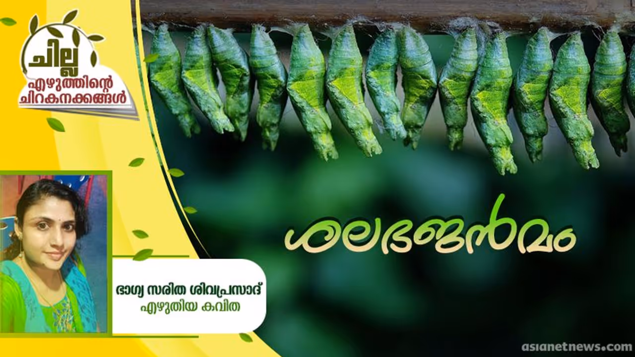Malayalam Poem: ശലഭജന്മം, ഭാഗ്യ സരിത ശിവപ്രസാദ് എഴുതിയ കവിത Malayalam Poem: ശലഭജന്മം, ഭാഗ്യ സരിത ശിവപ്രസാദ് എഴുതിയ കവിത