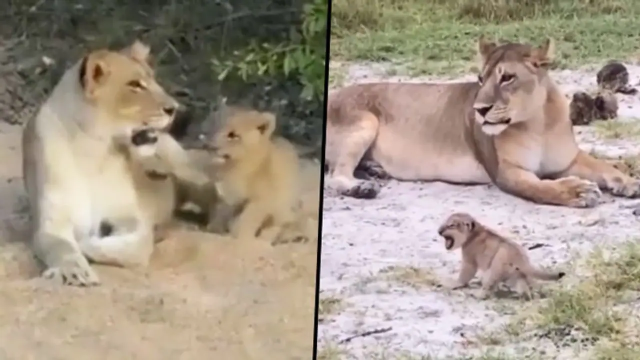 Watch: Lion cub attempts to roar, viral video steals netizen's hearts Watch: Lion cub attempts to roar, viral video steals netizen's hearts