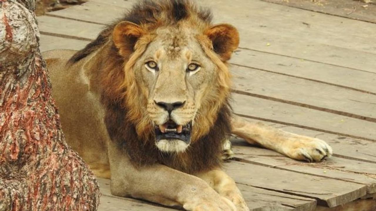 வண்டலூர் பூங்காவில் அதிகரிக்கும் வனவிலங்கு உயிரிழப்புகள்.. 32 வயதான மணி என்ற சிங்கம் உயிரிழப்பு.. வண்டலூர் பூங்காவில் அதிகரிக்கும் வனவிலங்கு உயிரிழப்புகள்.. 32 வயதான மணி என்ற சிங்கம் உயிரிழப்பு..