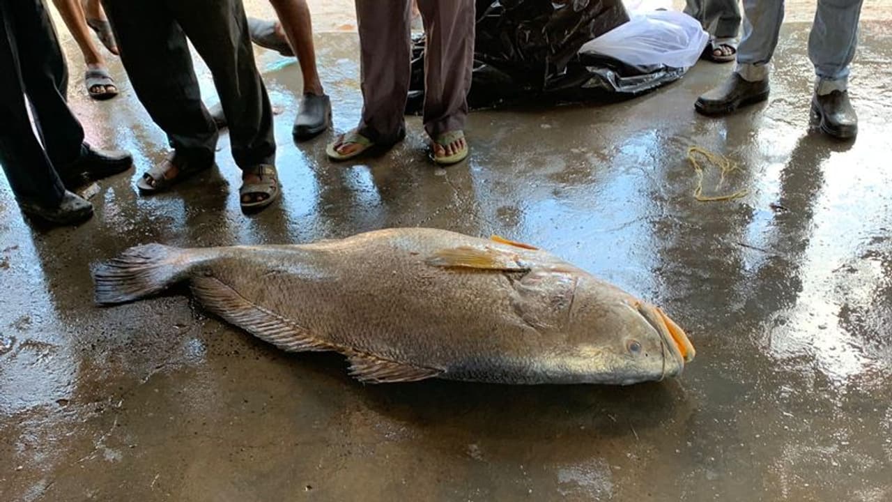 என்னது.. இந்த ஒரு மீன் 13 லட்சமா..!!! 1 கிலோ 26 ஆயிரமா.?? அப்படி என்னங்க இருக்கு இதுல..???