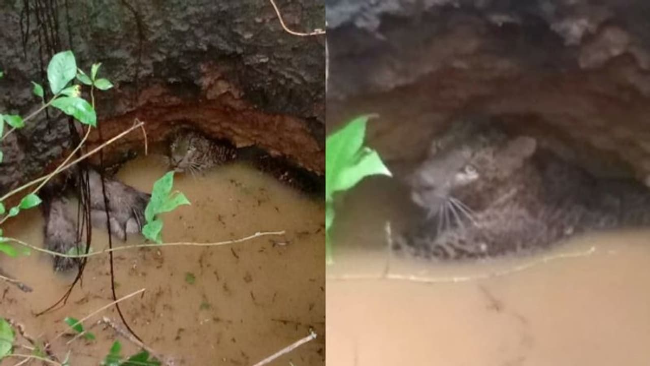 പാലക്കാട് പുലിയും മൂന്ന് കാട്ടുപന്നികളും ഒരേ കിണറ്റിൽ വീണു, കെണിയൊരുക്കിയെങ്കിലും പുലി കയറി കാട്ടിലേക്കോടി