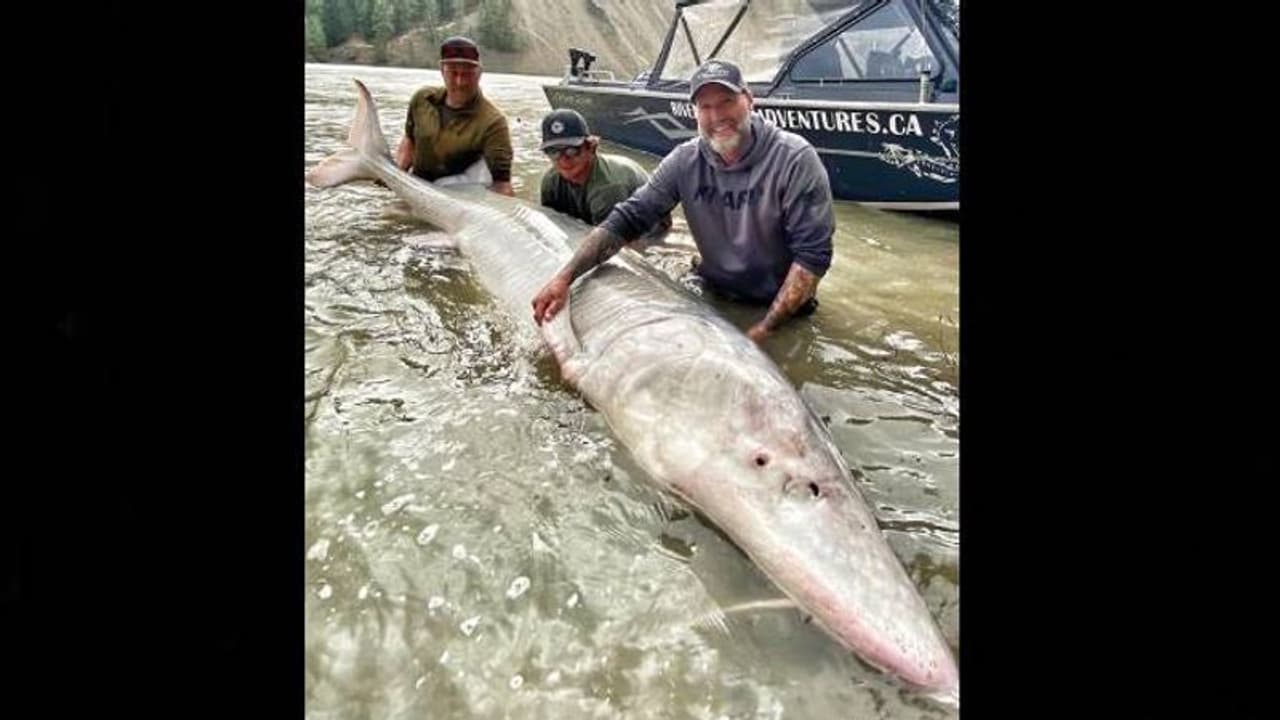 പ്രായം 100 വയസിന് മുകളിൽ, ഭാരം 300 കിലോയിലധികം, കൂറ്റൻ കടൽക്കൂരി പ്രായം 100 വയസിന് മുകളിൽ, ഭാരം 300 കിലോയിലധികം, കൂറ്റൻ കടൽക്കൂരി