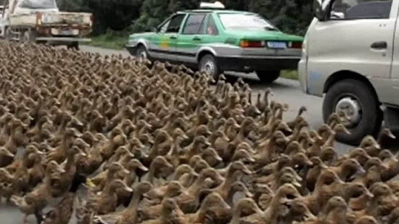 ಟ್ರಾಫಿಕ್ ಜಾಮ್‌: ಬಾತುಕೋಳಿ ತಾಯಿ, ಮರಿಗಳು ರಸ್ತೆ ದಾಟಲು ನೆರವಾದ ಟ್ರಾಫಿಕ್ ಪೊಲೀಸ್