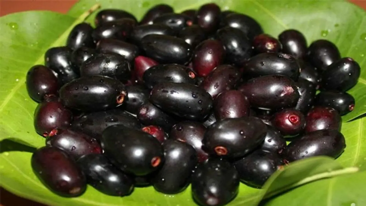जामुन के साथ कभी नहीं खाएं ये 4 चीजें, सेहत पर होगा बुरा असर