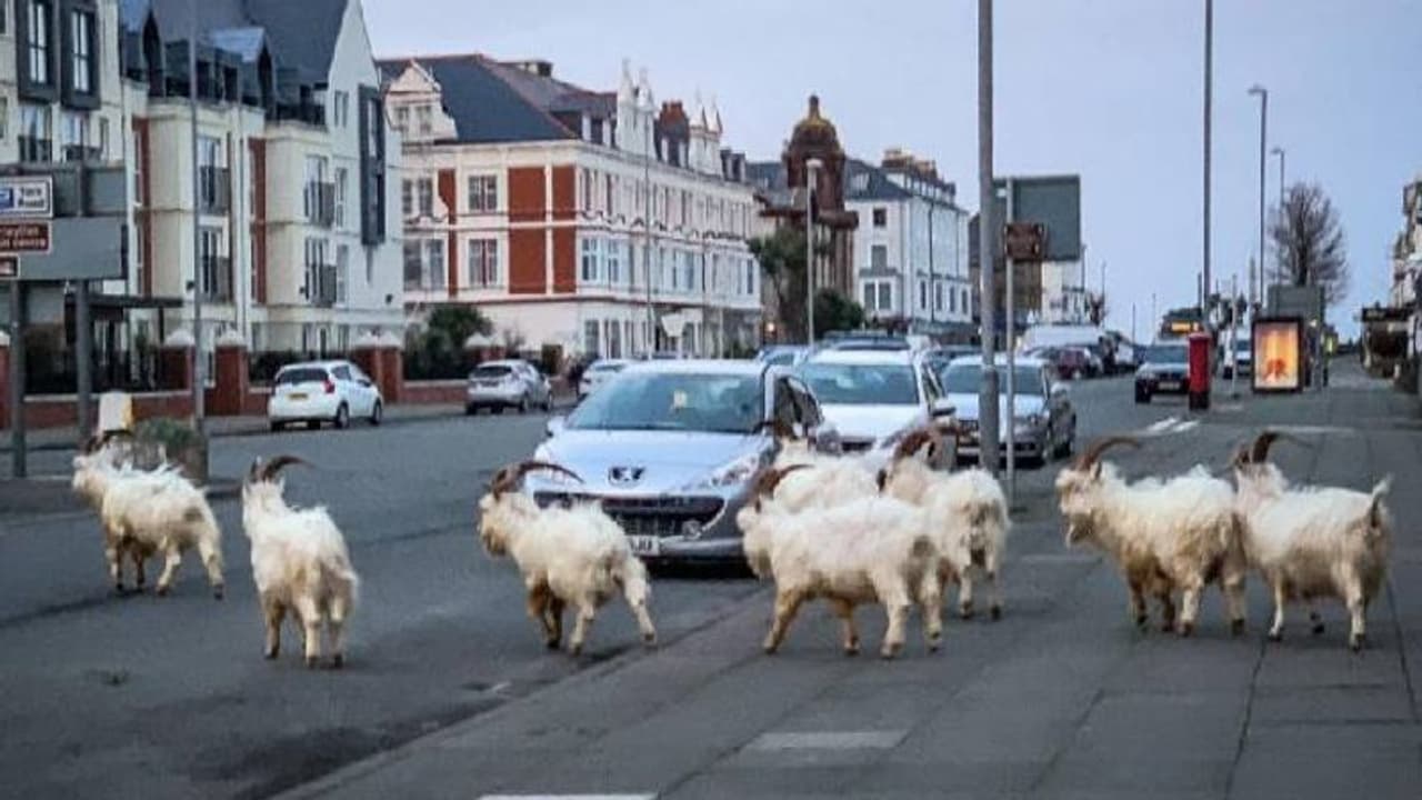 ചെടികളും പൂക്കളും തിന്ന് നശിപ്പിക്കും, തെരുവിൽ മേഞ്ഞു നടക്കുന്നു, ആടുകളെ ചൊല്ലി ജനങ്ങളുടെ കലഹം