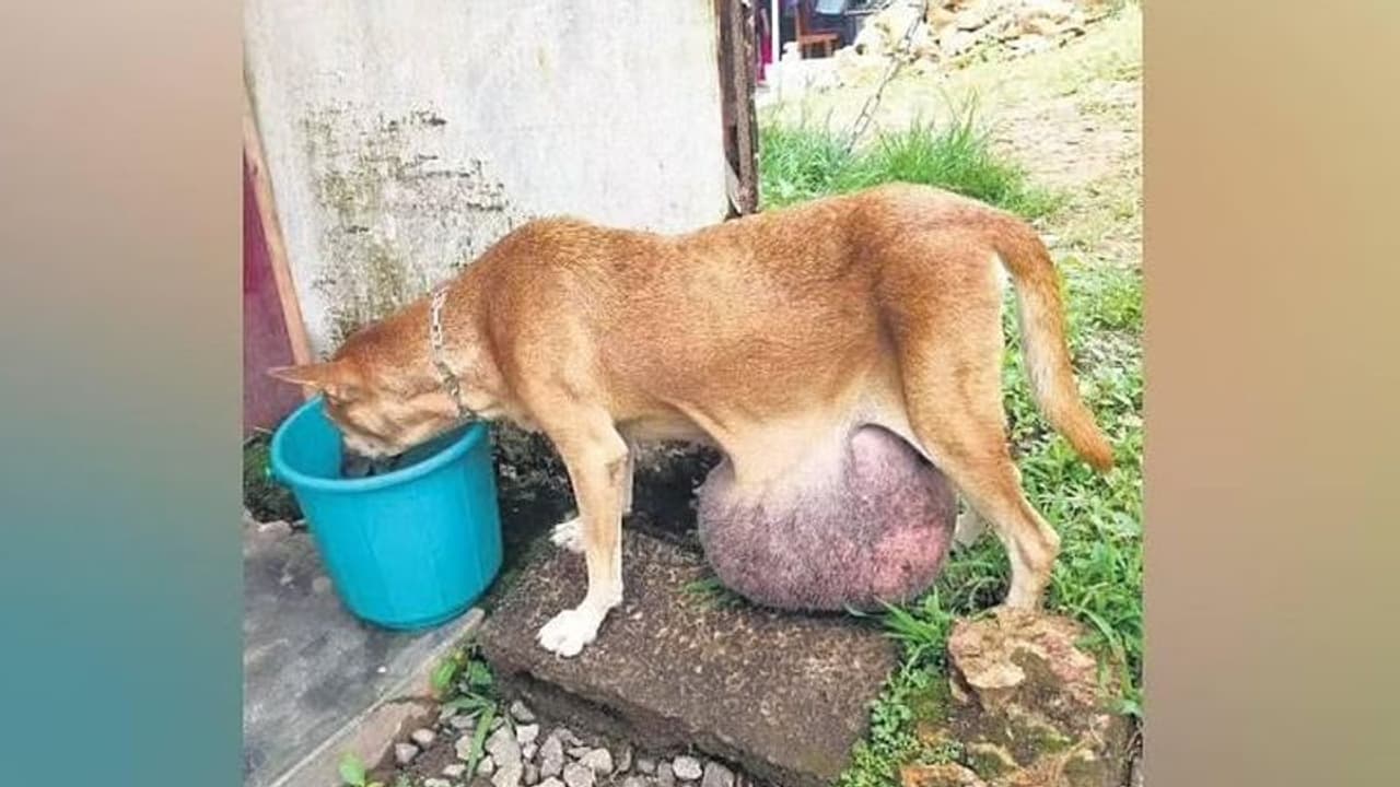 ಐದು ಕೆಜಿ ತೂಕದ ಗಡ್ಡೆ ಹೊಂದಿದ್ದ ಶ್ವಾನಕ್ಕೆ ಯಶಸ್ವಿ ಸರ್ಜರಿ