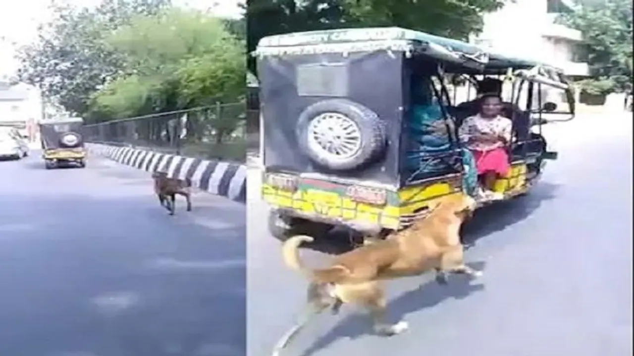  आगरा में कुत्ते ने पेश की प्यार की मिसाल, खाना देने वाले परिवार के लिए किया कुछ ऐसा