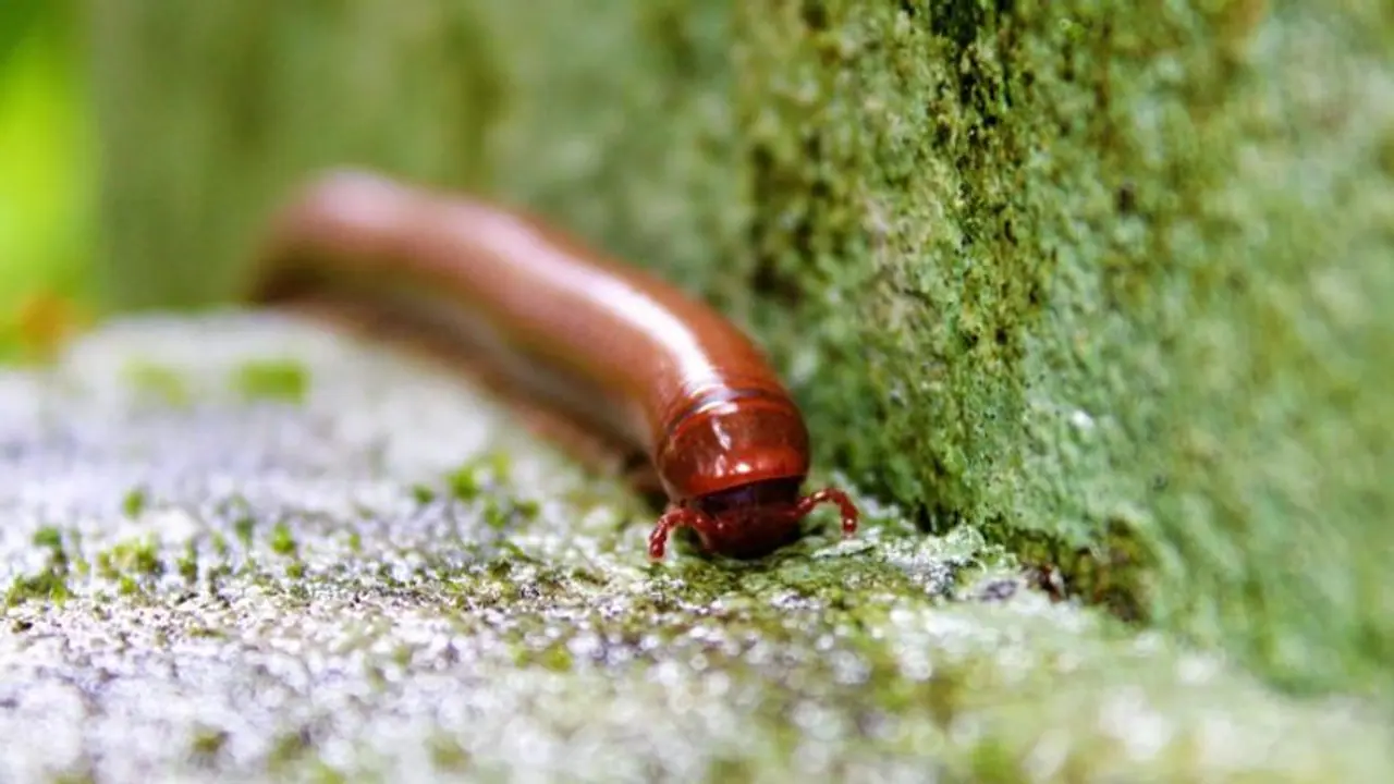 বর্ষায় বাড়িতে বাড়ছে কেন্নোর উপদ্রব, জেনে নিন মুক্তির উপায় বর্ষায় বাড়িতে বাড়ছে কেন্নোর উপদ্রব, জেনে নিন মুক্তির উপায়