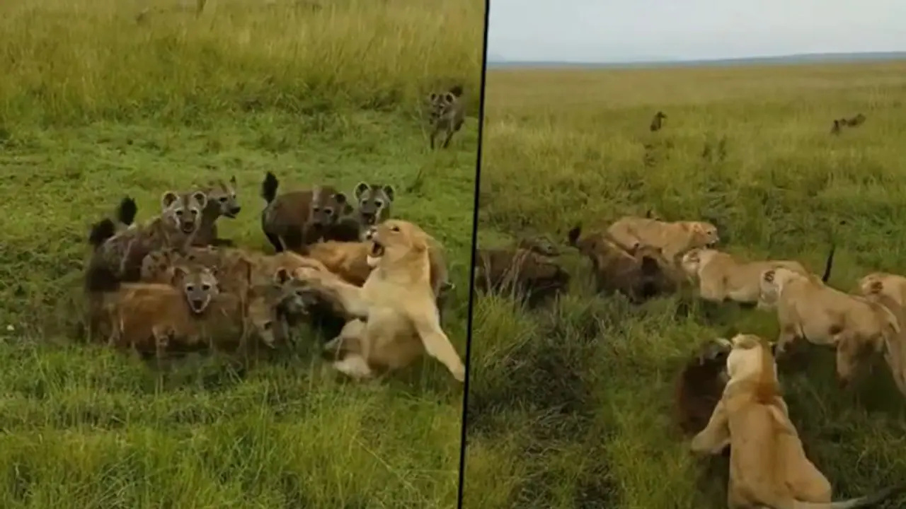 Lioness attacked by a clan of hyenas, IFS officer remembers ‘school days’ Lioness attacked by a clan of hyenas, IFS officer remembers ‘school days’