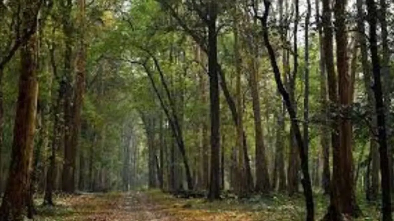 വിനോദ സഞ്ചാരികൾക്ക് സന്തോഷവാർത്ത: കാടിനെ അടുത്തറിയാൻ നിലമ്പൂരിൽ പുതിയ ടൂറിസം പദ്ധതി വിനോദ സഞ്ചാരികൾക്ക് സന്തോഷവാർത്ത: കാടിനെ അടുത്തറിയാൻ നിലമ്പൂരിൽ പുതിയ ടൂറിസം പദ്ധതി