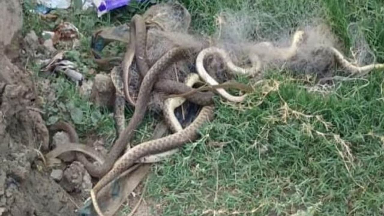 मछुआरे ने मछली पकड़ने को डाला जाल, फंसी ऐसी चीज की फोटो वीडियो बनाकर चुपचाप खिसक गए लोग मछुआरे ने मछली पकड़ने को डाला जाल, फंसी ऐसी चीज की फोटो वीडियो बनाकर चुपचाप खिसक गए लोग