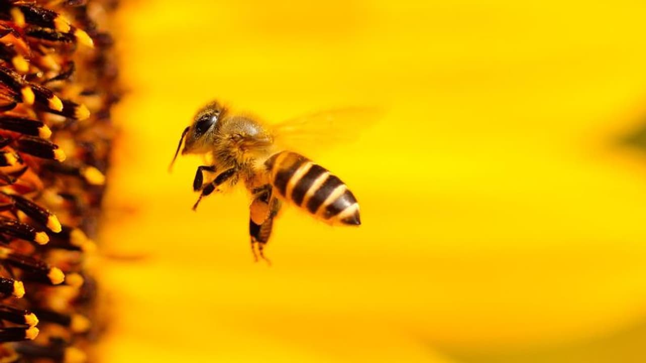 Bee Lockdown : ഓസ്ട്രേലിയയില് തേനീച്ചകള്ക്ക് ലോക്ഡൗണ്! Bee Lockdown : ഓസ്ട്രേലിയയില് തേനീച്ചകള്ക്ക് ലോക്ഡൗണ്!