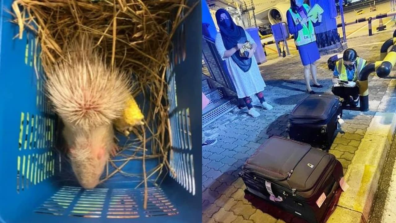 ಜೀವಂತ ಪ್ರಾಣಿಗಳ ಕಳ್ಳಸಾಗಣೆ: ಇಬ್ಬರು ಭಾರತೀಯ ಮಹಿಳೆಯರು ಸೆರೆ