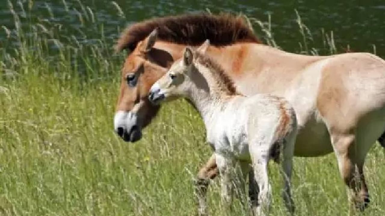 40 വർഷം മുമ്പ് കാട്ടിലില്ലാതായ കുതിരയ്ക്ക് ബ്രിട്ടീഷ് മൃഗശാലയിൽ ജനനം 40 വർഷം മുമ്പ് കാട്ടിലില്ലാതായ കുതിരയ്ക്ക് ബ്രിട്ടീഷ് മൃഗശാലയിൽ ജനനം