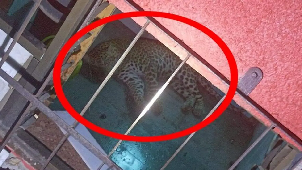 Leopard enters Mumbai's school washroom, later rescued by forest department Leopard enters Mumbai's school washroom, later rescued by forest department