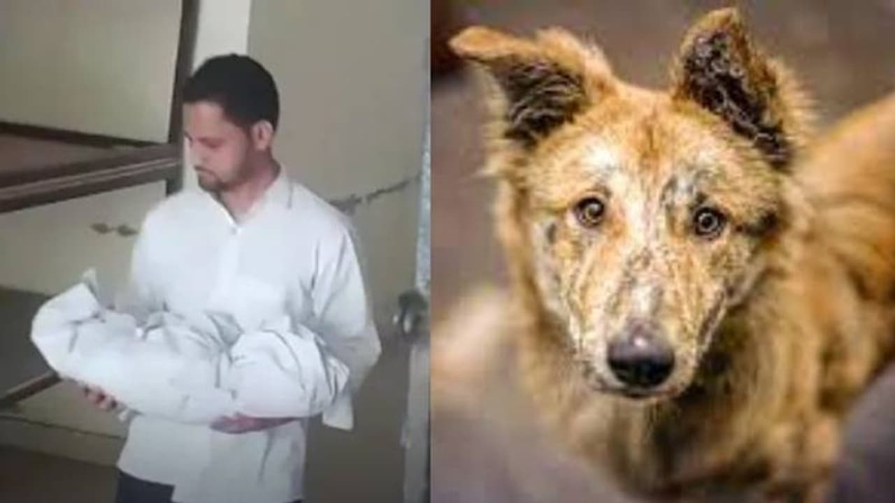 ആശുപത്രിയിൽ അമ്മയ്ക്കരികിൽ ഉറങ്ങിക്കിടന്ന നവജാതശിശുവിനെ കടിച്ചുകൊന്ന് തെരുവ് നായ്ക്കൾ ആശുപത്രിയിൽ അമ്മയ്ക്കരികിൽ ഉറങ്ങിക്കിടന്ന നവജാതശിശുവിനെ കടിച്ചുകൊന്ന് തെരുവ് നായ്ക്കൾ