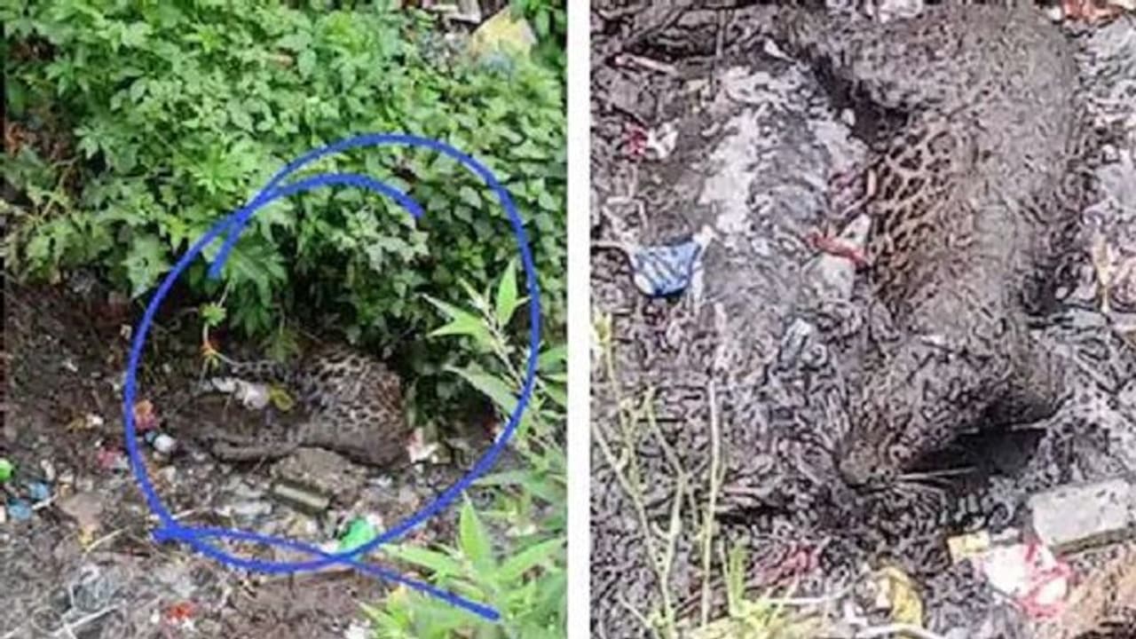 उत्तराखंड: खूंखार आवारा कुत्तों ने तेंदुए का कर लिया शिकार, कूड़े के ढेर में लाश मिलने से इलाके में मचा हड़कंप उत्तराखंड: खूंखार आवारा कुत्तों ने तेंदुए का कर लिया शिकार, कूड़े के ढेर में लाश मिलने से इलाके में मचा हड़कंप