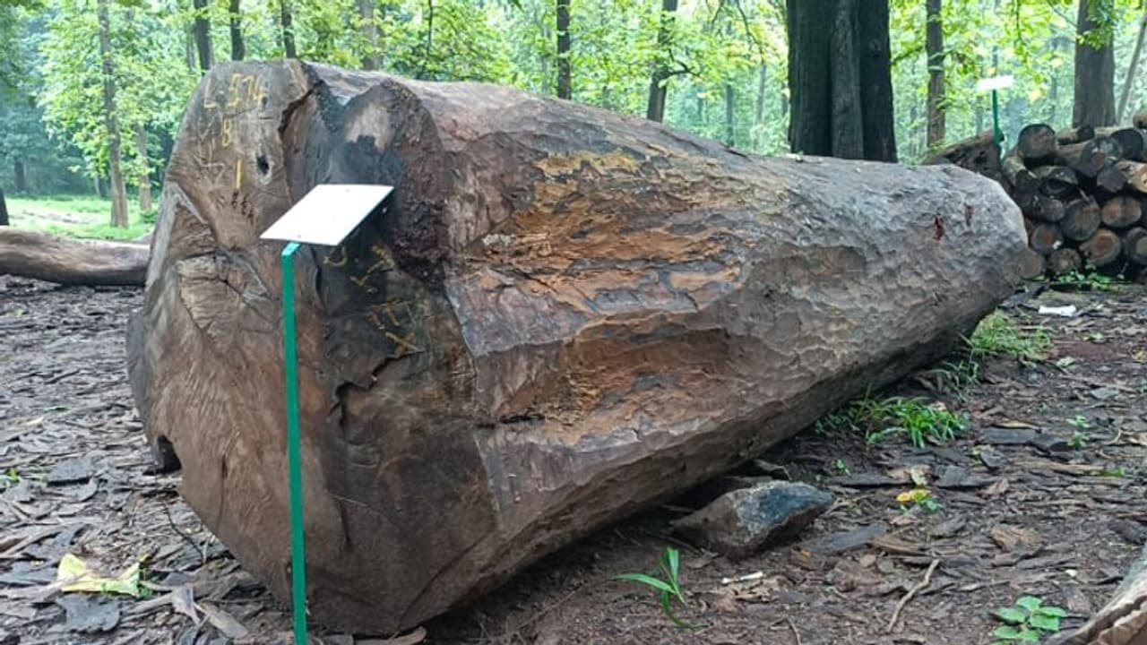 500 വർഷം പഴക്കം: ഈട്ടി മുത്തശ്ശിയുടെ ഒറ്റ കഷണത്തിന് ലഭിച്ചത് ആശ്ചര്യപ്പെടുത്തുന്ന വില 500 വർഷം പഴക്കം: ഈട്ടി മുത്തശ്ശിയുടെ ഒറ്റ കഷണത്തിന് ലഭിച്ചത് ആശ്ചര്യപ്പെടുത്തുന്ന വില