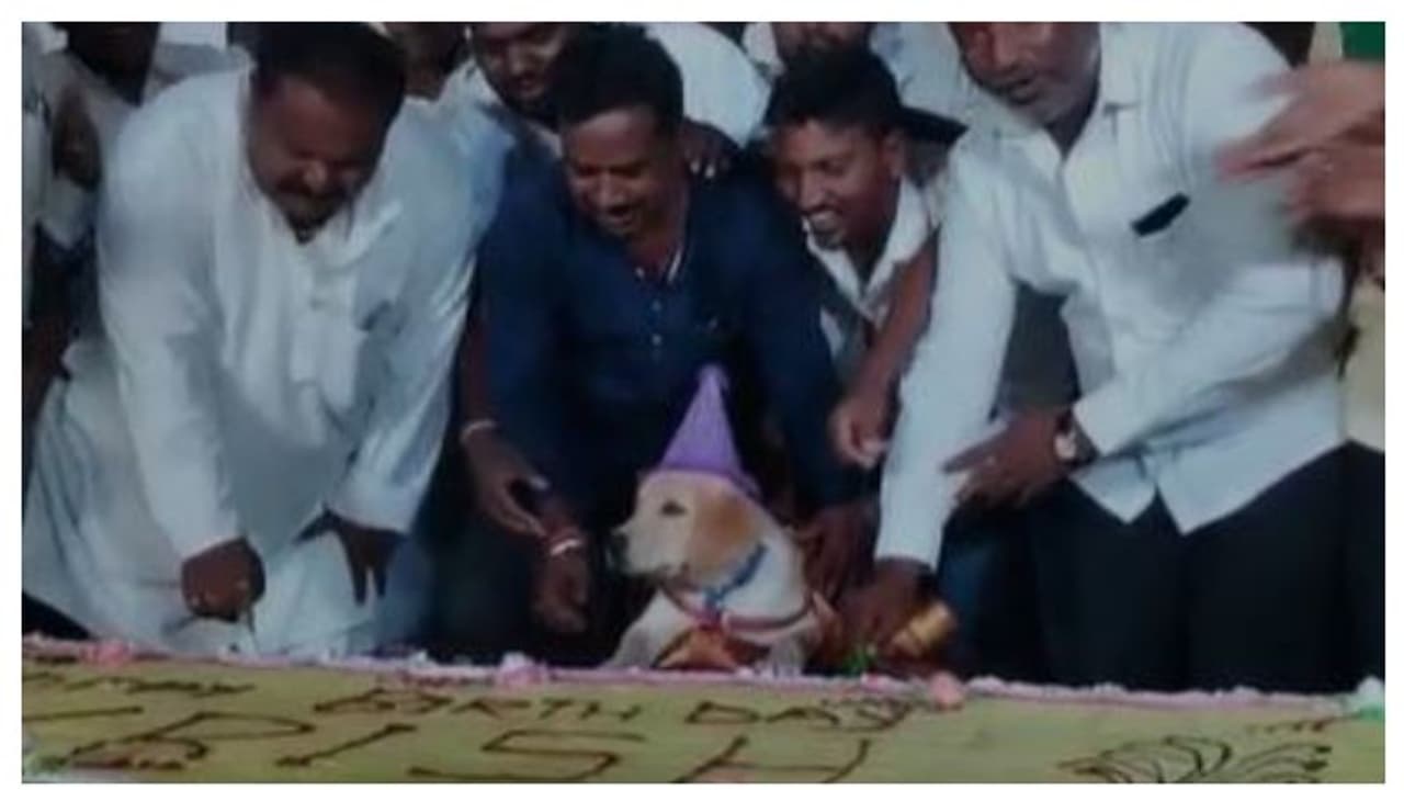 100കിലോ കേക്ക്, 4000പേർക്ക് സദ്യ; വളർത്തുനായയുടെ ജന്മദിനം കെങ്കേമമാക്കി യുവാവ് വീഡിയോ 100കിലോ കേക്ക്, 4000പേർക്ക് സദ്യ; വളർത്തുനായയുടെ ജന്മദിനം കെങ്കേമമാക്കി യുവാവ് വീഡിയോ