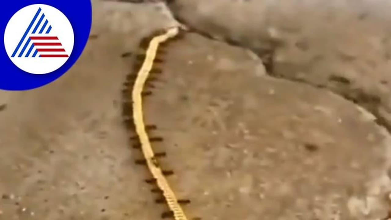 ಚಿನ್ನದ ಸರ ಹೊತ್ತು ಸಾಗುತ್ತಿರುವ ಪುಟ್ಟ ಸ್ಮಗ್ಲರ್‌ಗಳು: ಗೊಂದಲದಲ್ಲಿ ಪೊಲೀಸರು