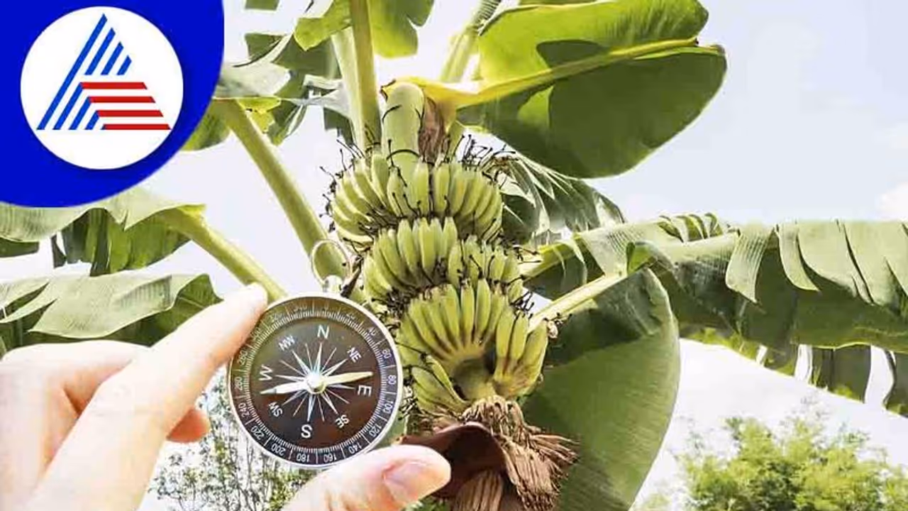 Vastu Tips: ನಿಮ್ಮನೆಯಲ್ಲೂ ಬಾಳೆ ಗಿಡ ಇದ್ಯಾ? ಶುಭ ಫಲ ಬೇಕಂದ್ರೆ ಹೀಗ್ ಮಾಡಿ