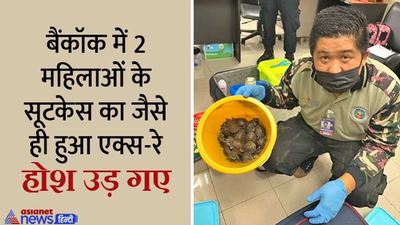 Shocking News:बैंकॉक में चेन्नई की 2 महिलाओं के सूटकेस में मिले सांप गिरगिट जैसे 109 जंगली जानवर Shocking News:बैंकॉक में चेन्नई की 2 महिलाओं के सूटकेस में मिले सांप गिरगिट जैसे 109 जंगली जानवर
