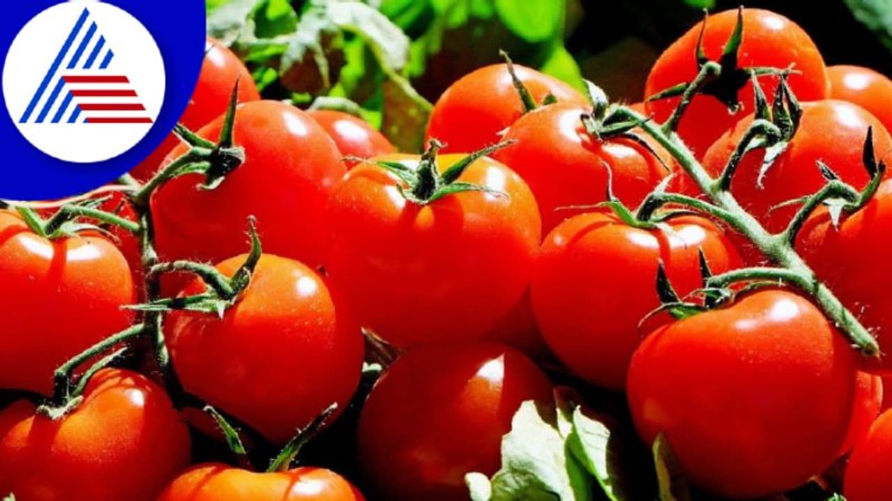 ಅತಿಯಾಗಿ ಟೊಮೇಟೊ ತಿನ್ನೋ ಅಭ್ಯಾಸ ಬಿಟ್ಬಿಡಿ, ಕೀಲು ನೋವು ಕಾಡುತ್ತೆ ! ಅತಿಯಾಗಿ ಟೊಮೇಟೊ ತಿನ್ನೋ ಅಭ್ಯಾಸ ಬಿಟ್ಬಿಡಿ, ಕೀಲು ನೋವು ಕಾಡುತ್ತೆ !