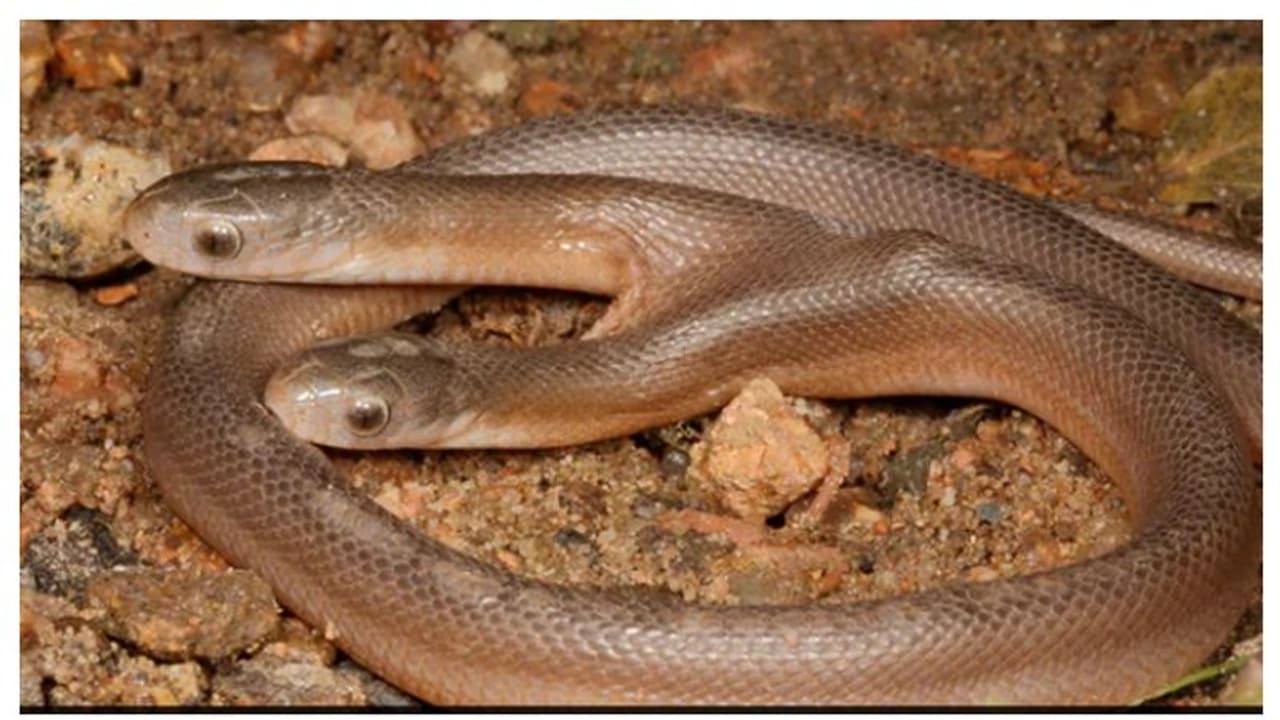 രണ്ട് തലയുള്ള പാമ്പ്! ചിത്രങ്ങൾ ഇന്റർനെറ്റിൽ വൈറൽ രണ്ട് തലയുള്ള പാമ്പ്! ചിത്രങ്ങൾ ഇന്റർനെറ്റിൽ വൈറൽ