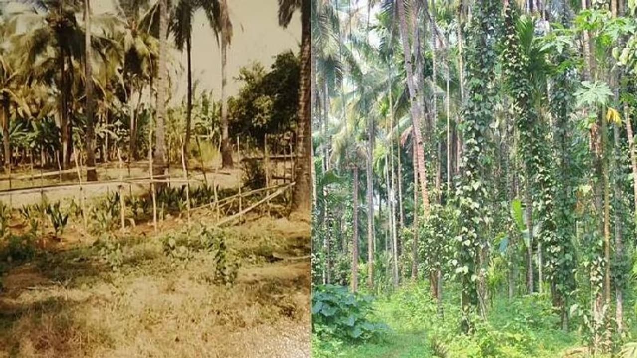 10 കൊല്ലം ജർമ്മനിയിൽ താമസിച്ചശേഷം ഗോവയിലേക്ക്, തരിശുഭൂമി പച്ചപ്പിന്റെ പറുദീസയാക്കി 10 കൊല്ലം ജർമ്മനിയിൽ താമസിച്ചശേഷം ഗോവയിലേക്ക്, തരിശുഭൂമി പച്ചപ്പിന്റെ പറുദീസയാക്കി