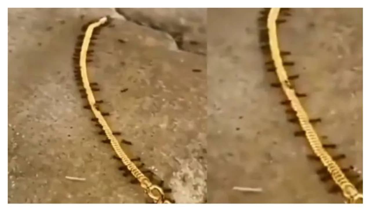 ഉറുമ്പുകളുടെ സ്വർണ്ണക്കടത്ത്; എങ്ങോട്ടാ കൊണ്ടുപോയത്? വൈറലായി വീഡിയോ ഉറുമ്പുകളുടെ സ്വർണ്ണക്കടത്ത്; എങ്ങോട്ടാ കൊണ്ടുപോയത്? വൈറലായി വീഡിയോ