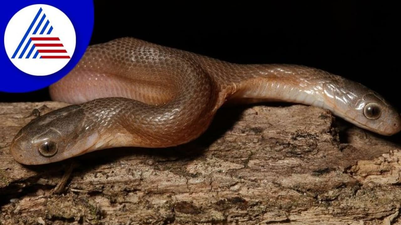 ಅಪರೂಪದ ಎರಡು ತಲೆಯ ಹಾವಿನ ರಕ್ಷಣೆ