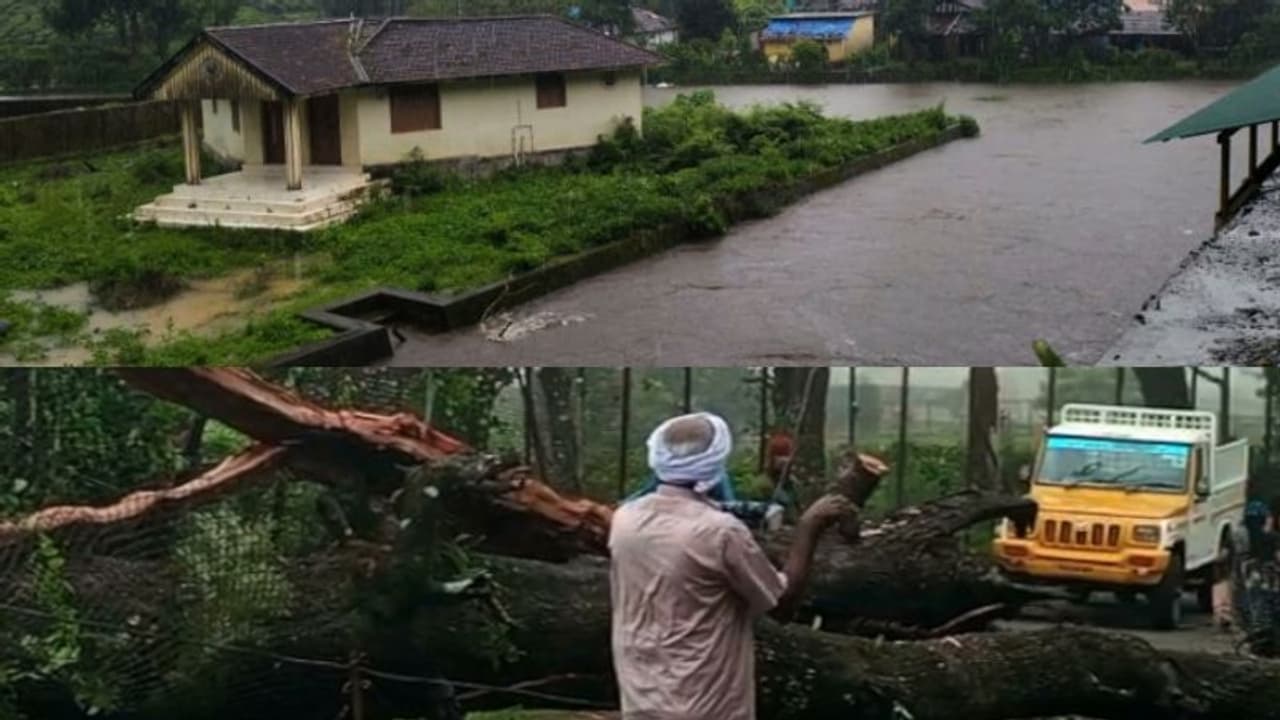 നെല്ലിയാമ്പതിയിൽ കനത്ത മഴ: ശക്തമായ കാറ്റിൽ നിരവധി മരങ്ങൾ കടപുഴകി 