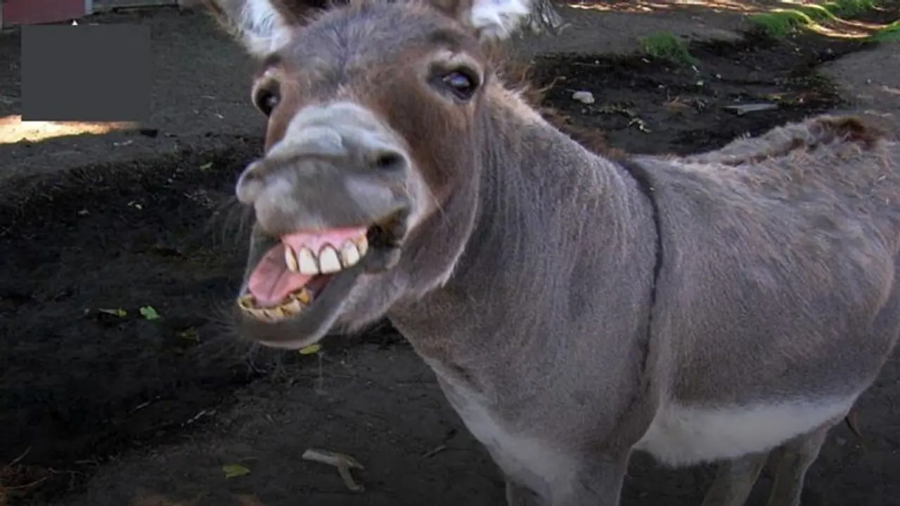 पाकिस्तान के कोर्ट में पहुंची याचिका,'गधा' मेहनती और इनोसेंट एनिमल है, उसकी तुलना भ्रष्ट नेताओं से करना गलत पाकिस्तान के कोर्ट में पहुंची याचिका,'गधा' मेहनती और इनोसेंट एनिमल है, उसकी तुलना भ्रष्ट नेताओं से करना गलत