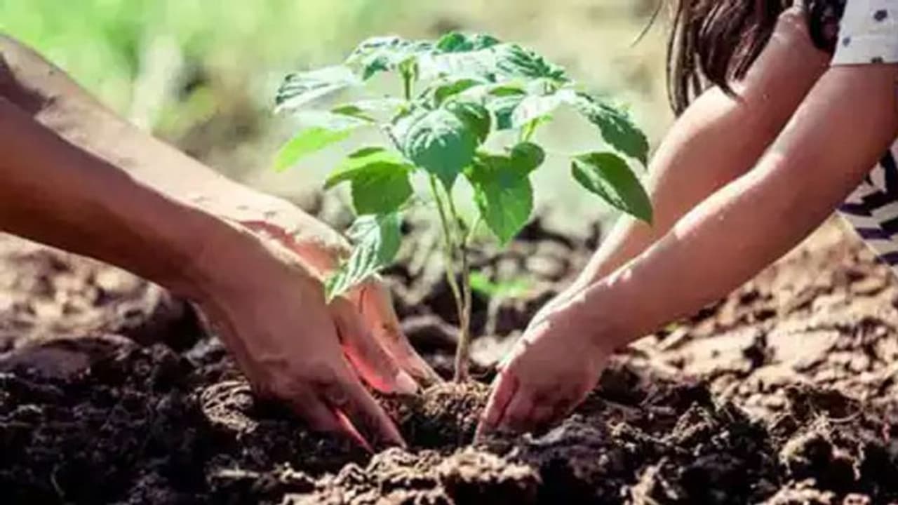 झांसी: वन महोत्सव के तहत एक दिन में 70 लाख पौधे लगाने की तैयारी में जुटा जिला प्रशासन, जानिए पूरा प्लान झांसी: वन महोत्सव के तहत एक दिन में 70 लाख पौधे लगाने की तैयारी में जुटा जिला प्रशासन, जानिए पूरा प्लान