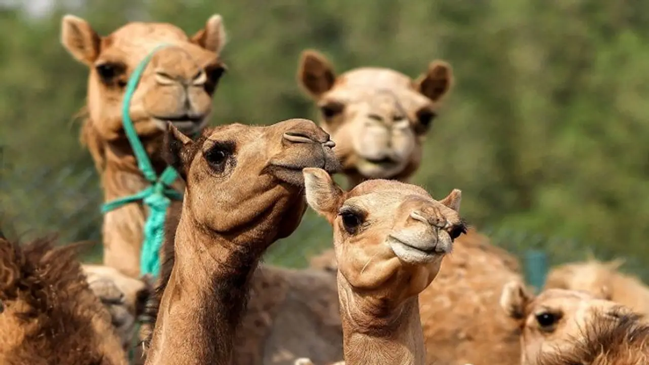 कुर्बानी के लिए ऊंटों को कोलकाता ले जा रहे थे तस्कर, पुलिस ने घेराबंदी करके 3 आरोपियों को किया गिरफ्तार कुर्बानी के लिए ऊंटों को कोलकाता ले जा रहे थे तस्कर, पुलिस ने घेराबंदी करके 3 आरोपियों को किया गिरफ्तार