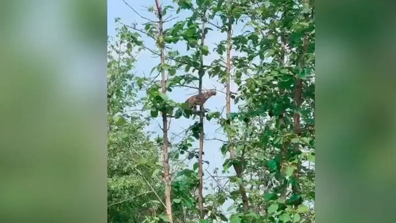 ಮರವೇರಿ ಮರಿಕೋತಿಯ ಬೇಟೆಯಾಡಿದ ಚೀತಾ: ವಿಡಿಯೋ ವೈರಲ್‌