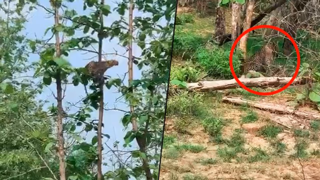 Watch: Leopard makes a rare kill of baby monkey at MP's Panna Tiger Reserve Watch: Leopard makes a rare kill of baby monkey at MP's Panna Tiger Reserve