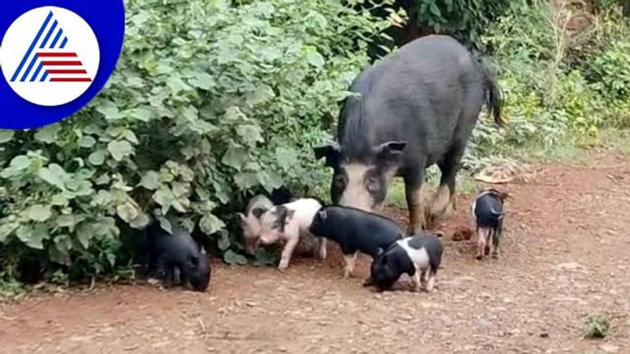 ಹುಬ್ಬಳ್ಳಿ ಧಾರವಾಡ ಸ್ಮಾರ್ಟ್‌ಸಿಟಿಗೆ ಹಂದಿಗಳೇ ಸವಾಲು..!