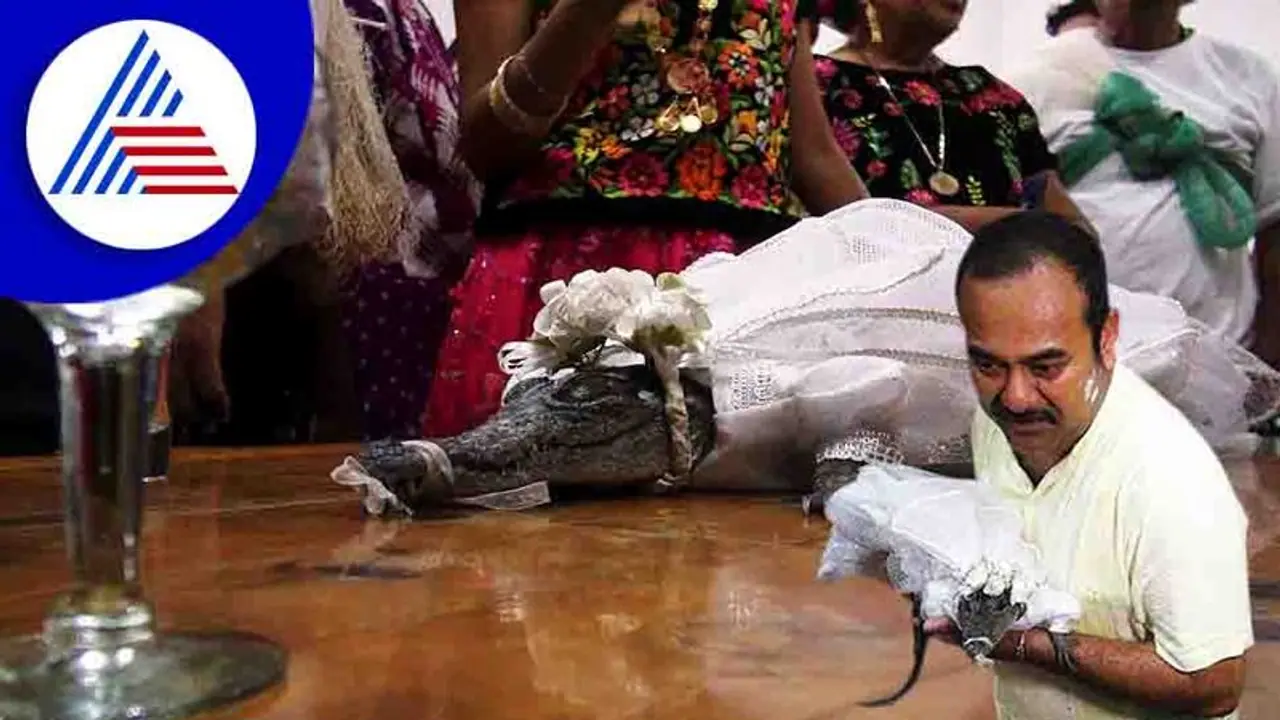 ಮೆಕ್ಸಿಕೋದಲ್ಲಿ ಮೊಸಳೆಯನ್ನೇ ಮದುವೆಯಾದ ಮೇಯರ್ ! ಮೆಕ್ಸಿಕೋದಲ್ಲಿ ಮೊಸಳೆಯನ್ನೇ ಮದುವೆಯಾದ ಮೇಯರ್ !