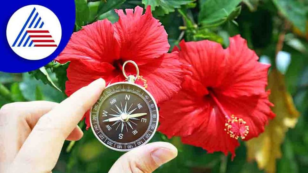 Vastu Tips : ಎಲ್ಲ ಸಮಸ್ಯೆಗೆ ದಾಸವಾಳದಲ್ಲಿದೆ ಪರಿಹಾರ